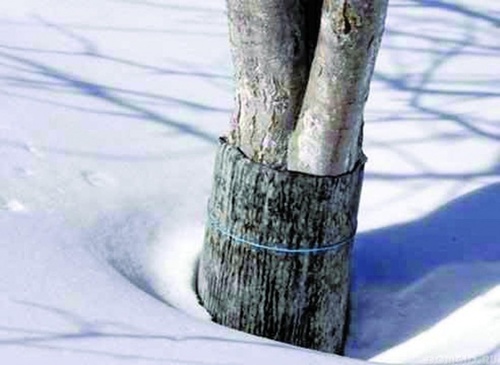 Деревьям на карликовых подвоях требуется утепление
