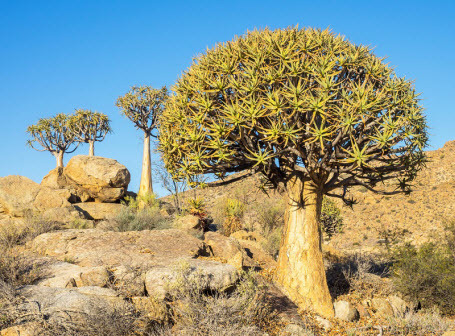 Гиганты планеты: самое большое дерево пустыни