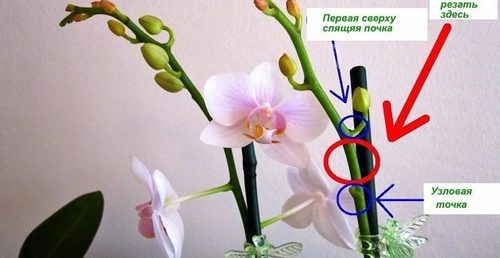 Как правильно обрезать орхидею после цветения