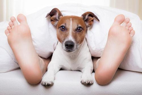 Собаки могут помочь в лечении расстройства сна у человека