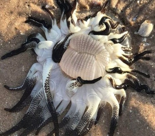Загадочное морское чудище обнаружено на австралийском побережье