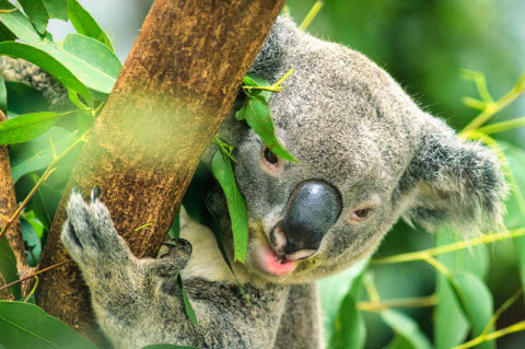 Подсказка природы: коалы помогут лечить людей