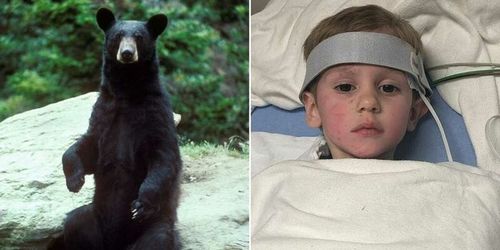 3-летний мальчик выжил после 2 дней в лесу на морозе: ему помог медведь
