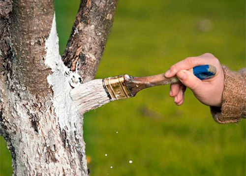 Лечение и укрепление плодовых деревьев