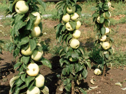 История выращивания колонновидных яблонь