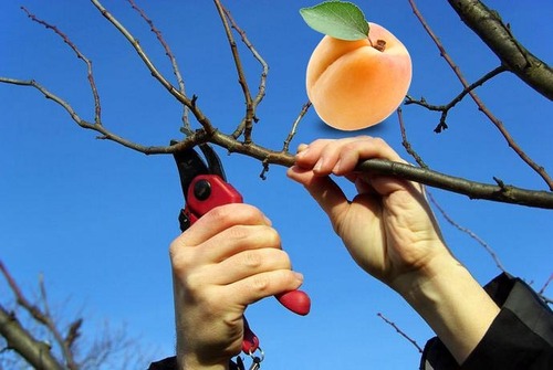 Весенняя обрезка абрикос