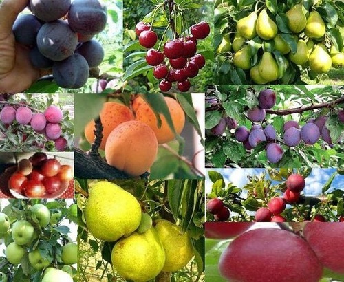 Как узнать будет ли урожай у плодовых деревьев
