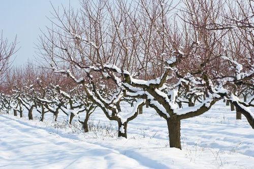 Плодовые деревья зимой
