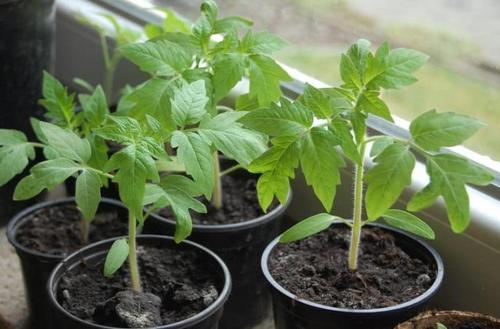 Как вырастить хорошую рассаду: экстремальный способ посева семян