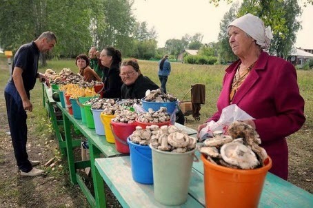 Сбор грибов и ягод в России решили простимулировать введением налогов