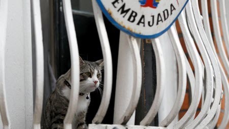 Эквадор обвинил Ассанжа в создании шпионской сети в своем посольстве