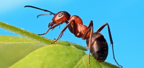 Притча про муравья