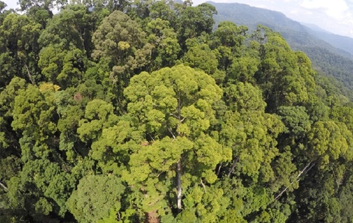 Гиганты планеты: самое высокое тропическое дерево