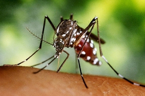 Опасные тигровые и желтолихорадочные комары летят в Европу