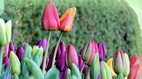 Советы по выращиванию тюльпанов