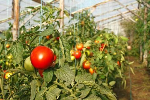 Самые распространенные ошибки при выращивании помидоров в теплице
