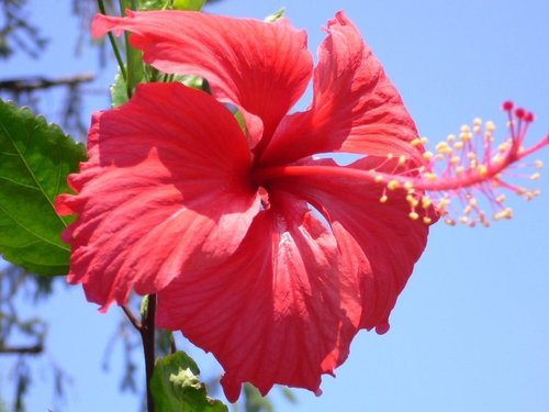 Гибискус – цветок для красавиц