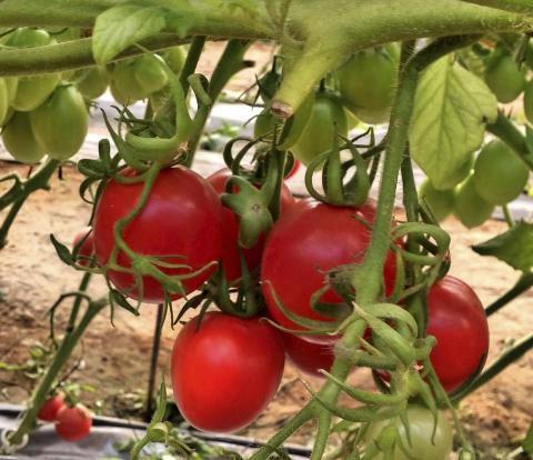 Как увеличить урожай помидоров
