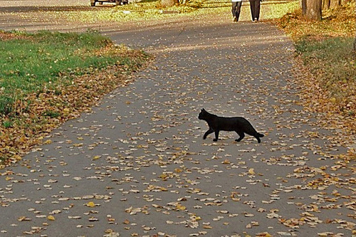 Самые страшные и добрые приметы про черных кошек: правда или суеверия