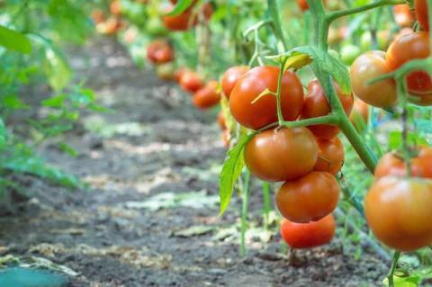 Как получить рекордный урожай помидоров