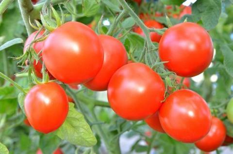 Секреты хорошего урожая томатов