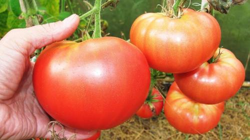 Ошибки, которые приводят к потере урожая томатов