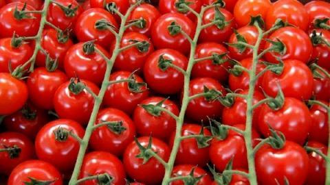 Как получить больше урожая томатов – секретные удобрения и уход