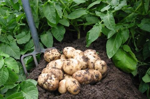 Простой способ увеличить урожай картофеля
