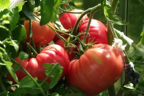 Подкормка для томатов, ускоряющая созревание
