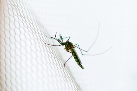 У комаров свои тайны