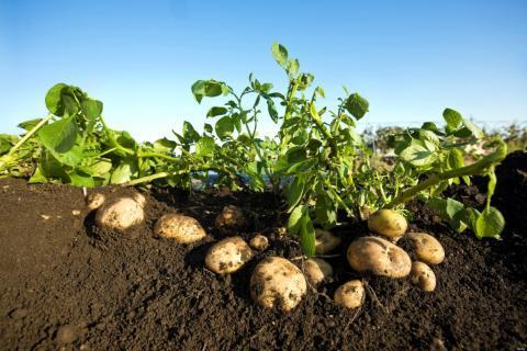 Картофель: самый необычный метод выращивания