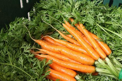 Как вырастить крупную морковь