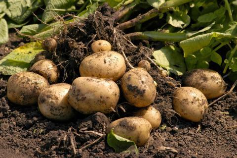 Как повысить урожай картофеля
