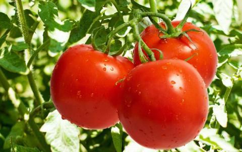 Правильный полив поможет вырастить много томатов