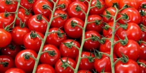Грубые ошибки садовода при выращивании томатов