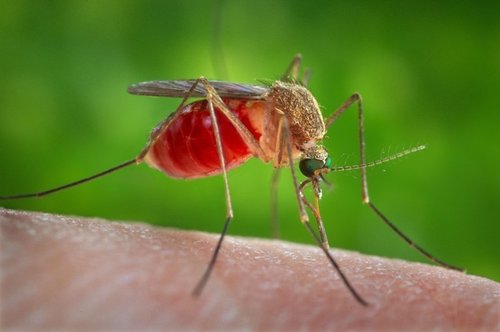 Почему комары пьют кровь 