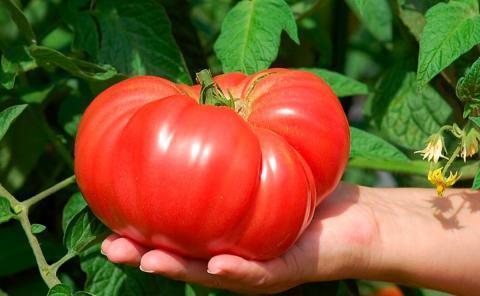 Секреты выращивания томатов: как сделать помидоры сладкими и крупными
