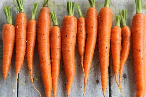 Подкормка для морковки: гарантия быстрого роста и созревания