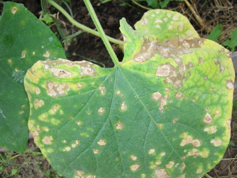 Как сохранить урожай огурцов, если на листья появились ржавые пятна: лечение и профилактика заболеваний