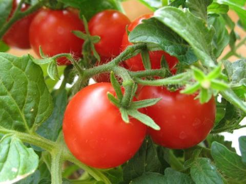 Необходимая подкормка для томатов в период плодоношения 
