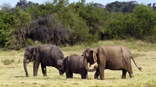 Слоны спасают мир от глобального потепления