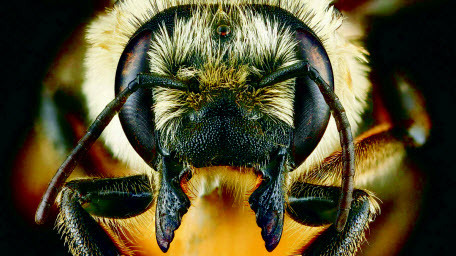 Почему пчелы начали строить себе дома из пластика