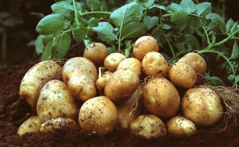 Как получить рекордный урожай картофеля