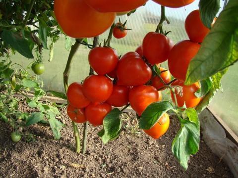Выращивание помидоров в августе