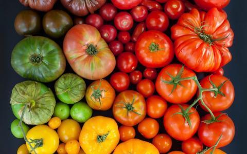 Секрет продления плодоношения томатов
