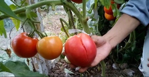 Как избежать растрескивания плодов томатов при созревании