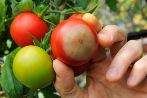 Спасаем томаты от фитофторы