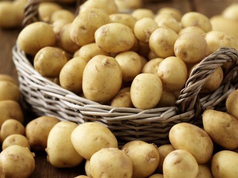 Что посадить на месте выкопанного картофеля
