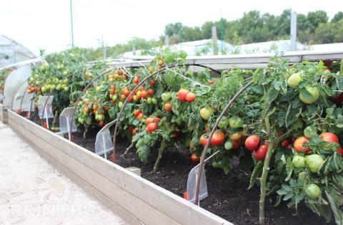 Как защитить помидоры от резкого похолодания