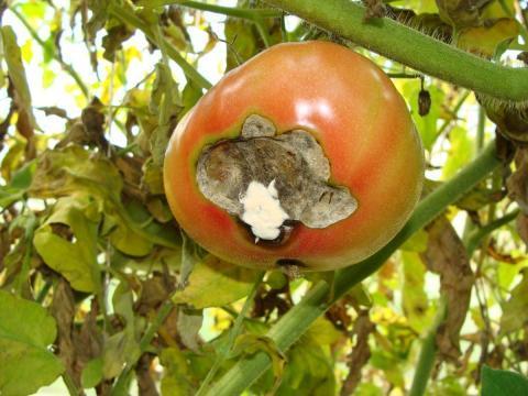 Вершинная гниль на томатах: чем лечить